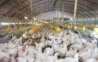 如何壯大中國的肉雞產業 規模化養殖 提銷量保安全