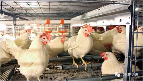 宰殺畜禽 退出養殖業,多國現缺糧恐慌