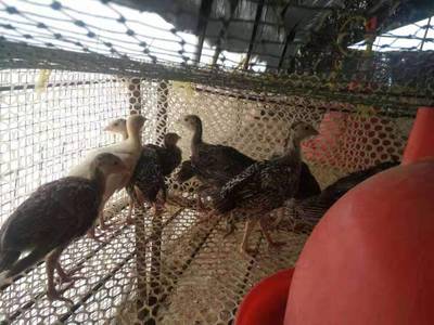 供應珍珠雞 珍珠雞價格 珍珠雞苗多少錢一只脫溫雞苗價格全國發貨