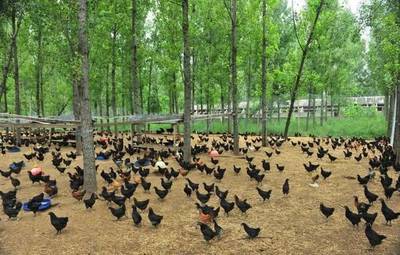 退耕還林1畝地補助1200元,連續8年,該怎么領?