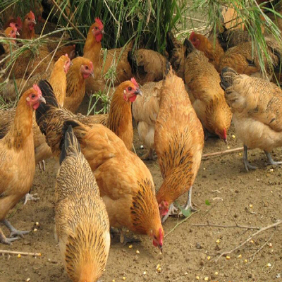 優質土雞蛋 天然*鮮香