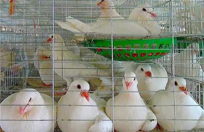 一個人養一萬只鴿子?聽鴿子大王聊鴿子養殖!