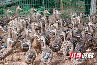 懷化適合養什么致富