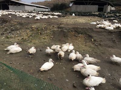 泉州市同興家禽,大規模養殖番鴨,天然生態
