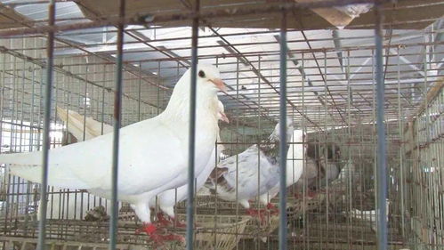 筠連縣團林苗族鄉 鴿子養殖廠三期建設過半 年底投入使用