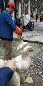 城區禁養家禽,市民朋友請自覺遵守