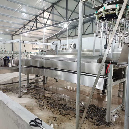 全自動鴨鵝屠宰流水線家禽屠宰流水線機器鴨鵝屠宰線安裝調試