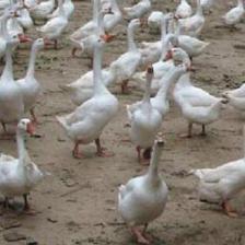 養鵝是一個很好的農村養殖項目