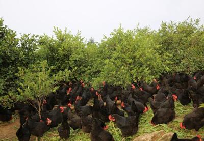 湖南認定扶貧產品突破1萬種 多方助力優質農品進萬家