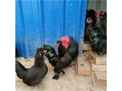 元寶雞供應種雞養殖家禽元寶雞養殖