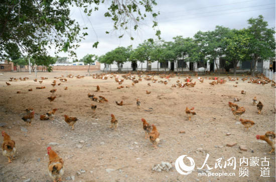 家禽養(yǎng)殖場.照片