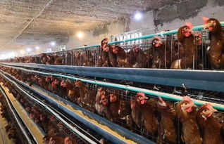 焦點 一個國有林場的轉(zhuǎn)型之道