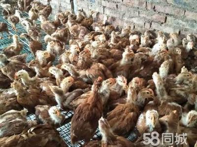 【家禽養(yǎng)殖加盟】家禽養(yǎng)殖加盟條件_加盟費(fèi)用_多少錢 –簡(jiǎn)陽58同城