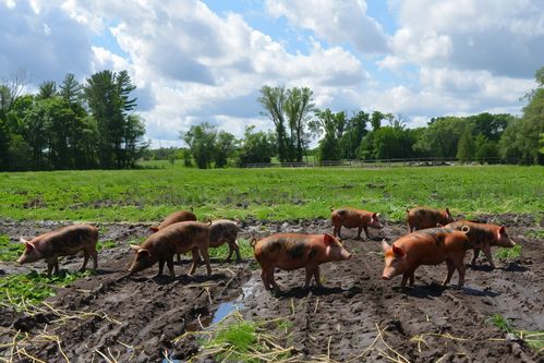 家禽家畜土豬養(yǎng)殖場(chǎng)圖片 攝影圖