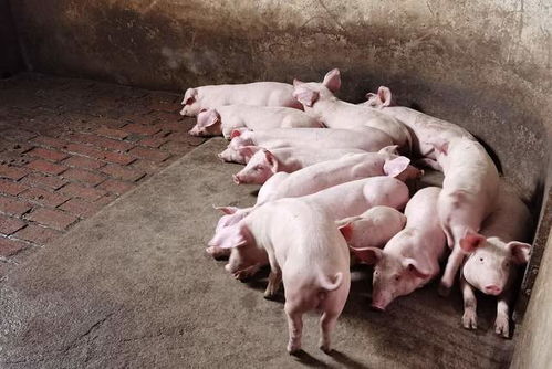 鼎達(dá)生態(tài)養(yǎng)殖園,著力打造生態(tài)綠色種養(yǎng)殖基地