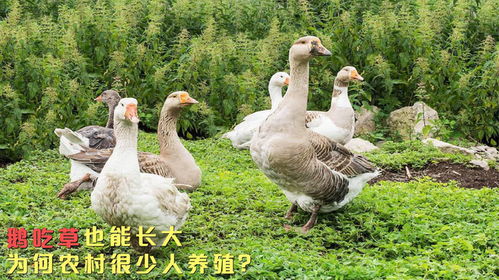 鵝作為家禽的一種,吃草也能長(zhǎng)大,為何在農(nóng)村很少人養(yǎng)殖