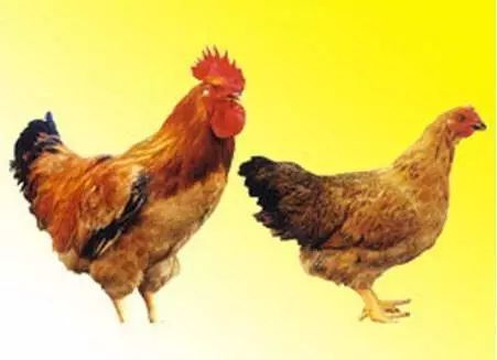 國(guó)家級(jí)家禽品種 好養(yǎng)好賣又好吃