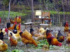 春季養(yǎng)雞重在防病保健