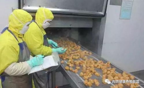 活禽交易市場(chǎng)關(guān)閉,家禽養(yǎng)殖規(guī)模化是趨勢(shì)