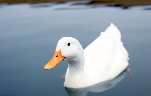 虧大了 4只雞賣100元,2只鴨只要80元,今年家禽養殖戶太慘了