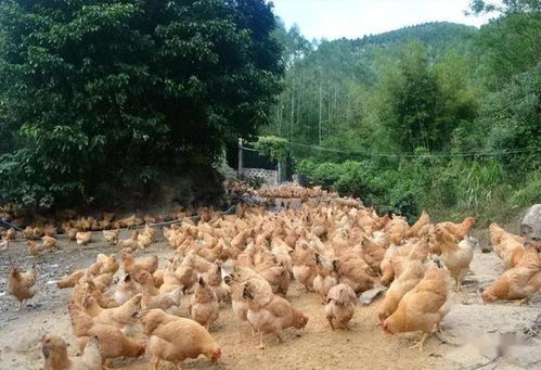 糞水澆地罰款 砍伐樹木罰款 養家禽被禁,農民到底可以做什么