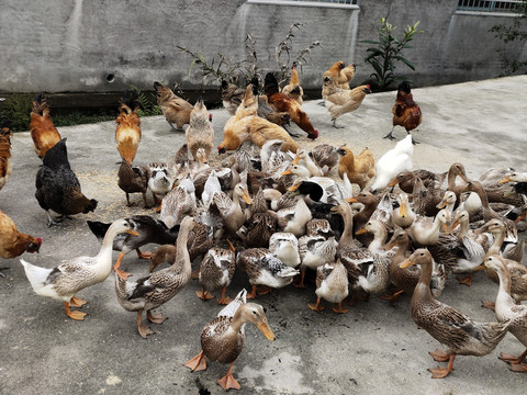 雞,鴨養殖