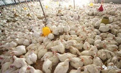 【家禽養殖】為什么雞有時候喝水少?