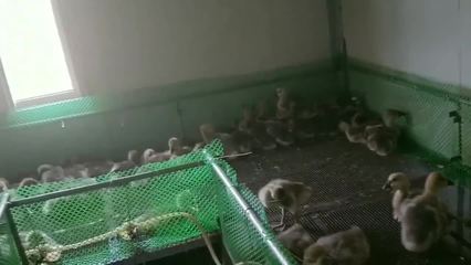 農村養殖:大鵝和鴨子都賣掉了,雖然沒賺錢但感覺壓力減小了