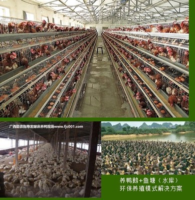 助農家禽養殖服務內容