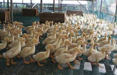 肉鴨養殖如何控料