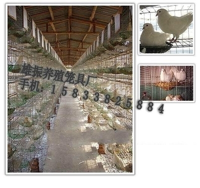 雄振肉鴿籠子 - 12 - 雄振養殖籠具 (中國 河北省 生產商) - 家禽 - 農產品及物資 產品 「自助貿易」