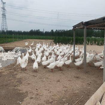 農產品批發供應商張龍生 - 惠農網電腦版