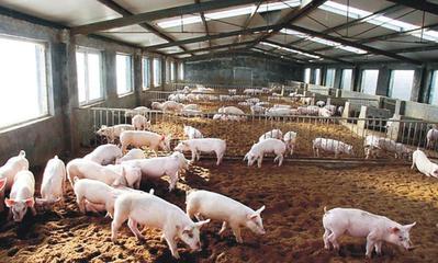 優秀食堂承包公司,滿足企業健康多樣的食品需求