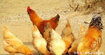 想靠養殖家禽來創業,土雞是否能比肉雞好呢