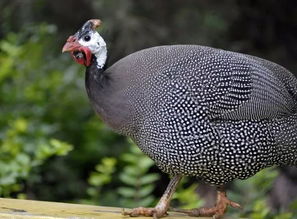 關愛小動物 今天很適合去動物養殖基地哦