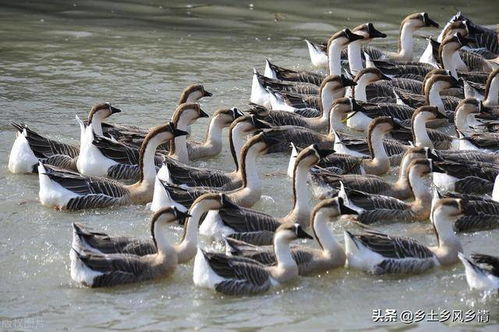 養鵝最忌諱的2個東西,大多數人不知道,犯忌會損失慘重