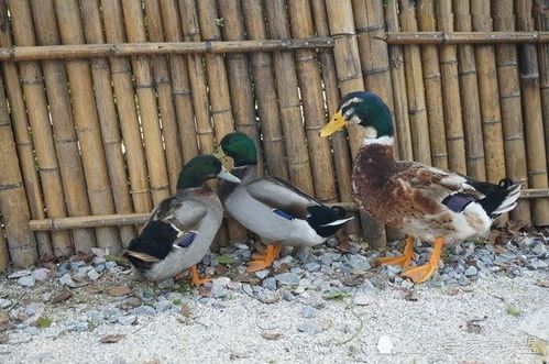 生態養殖這種兩斤重的 飛鴨 ,我成功躲過了今年的家禽行情低谷