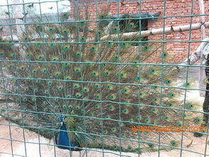 養殖圍網 養殖網 荷蘭網廠家直銷,養殖圍網 養殖網 荷蘭網廠家直銷生產廠家,養殖圍網 養殖網 荷蘭網廠家直銷價格