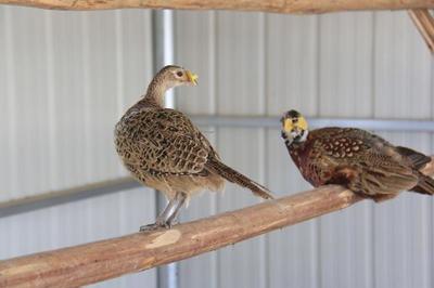 農村特種養殖最賺錢的是什么?這三個項目利潤豐厚,易于飼養