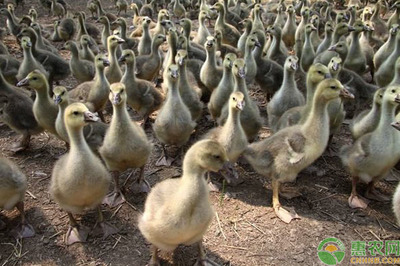 在農村養殖什么賺錢?這幾種常見養殖利潤可觀!