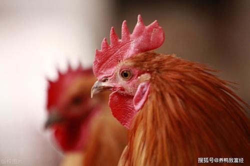 明年家禽養殖,最大的變數不是行情,而是飼料價格