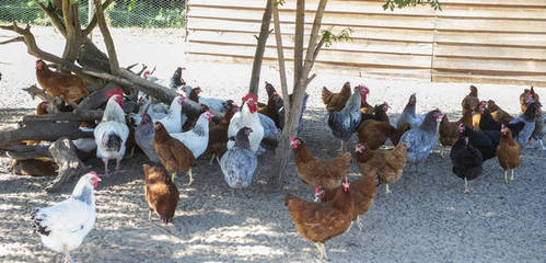 法國傳統家禽養殖場的免費雞肉系列