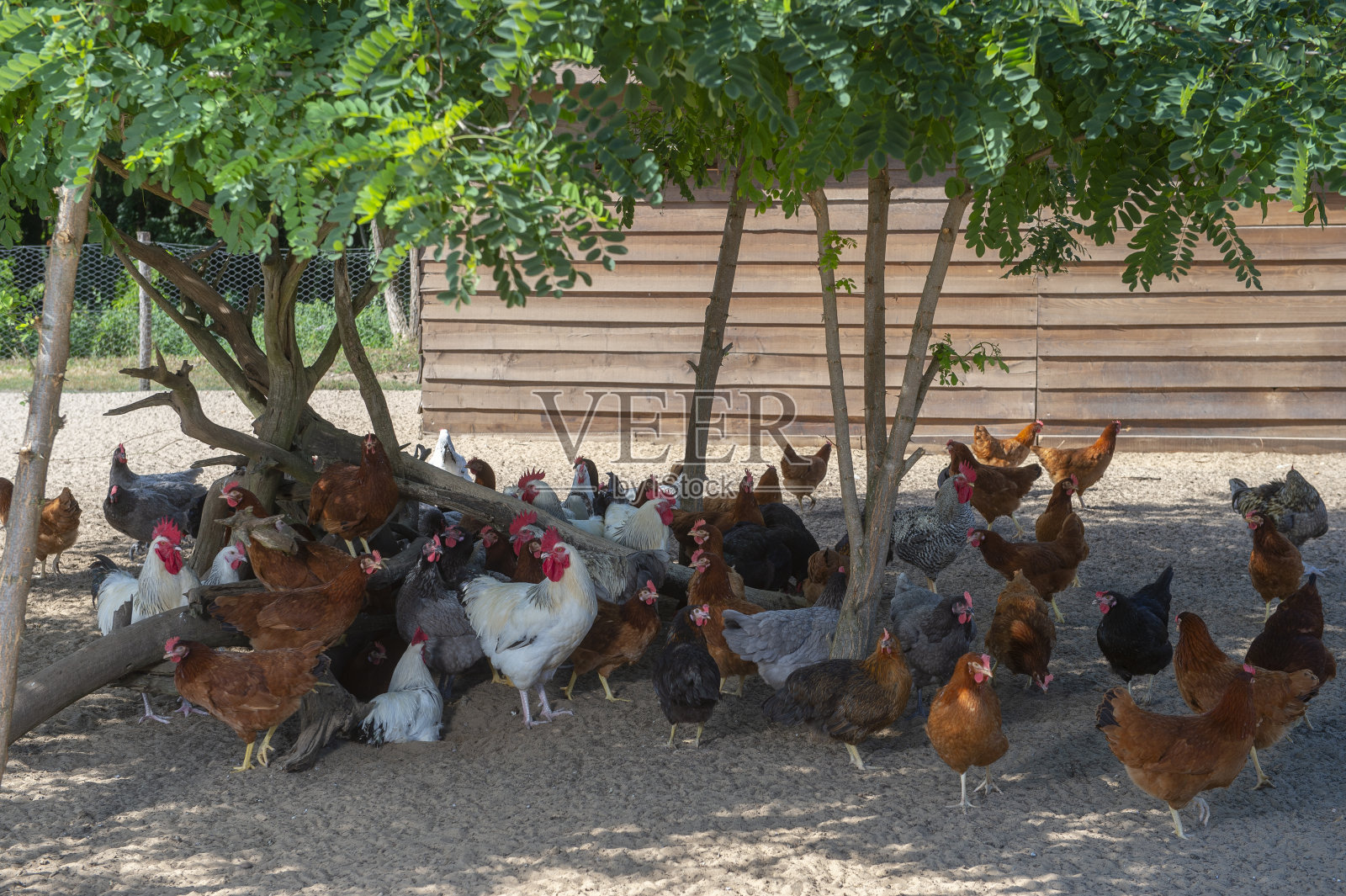 傳統家禽養殖場的放養雞照片攝影