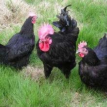 梁平縣自生源家禽養殖基地