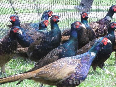 特種養(yǎng)殖產(chǎn)品