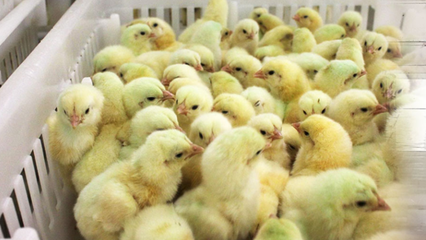 嚴重禽流感襲擊亞洲,日韓民眾嘆氣:吃不起雞蛋雞肉了