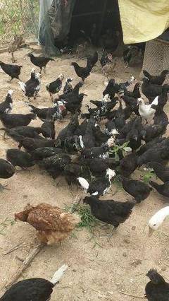 河南農(nóng)產(chǎn)品批發(fā)采購_河南農(nóng)產(chǎn)品供應_河南農(nóng)產(chǎn)品價格_河南農(nóng)產(chǎn)品批發(fā)網(wǎng)[第2頁]