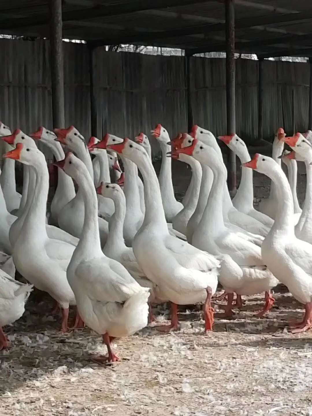 搜索本地-廣漢中力家禽養(yǎng)殖有限責任公司-產(chǎn)品展廳