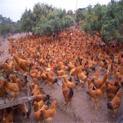 黃雞 三黃雞 散養(yǎng)土雞 重慶土雞養(yǎng)殖 家禽養(yǎng)殖 純種土雞批發(fā) 價格面議