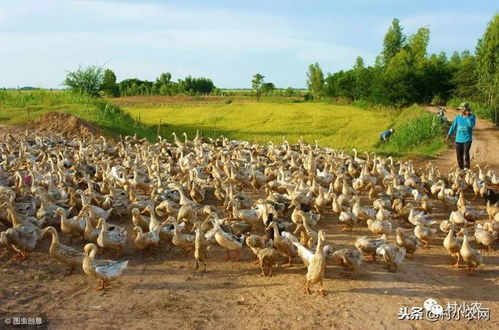 為什么許多人選擇在稻田里養(yǎng)鴨呢 原來他們賺了2份錢